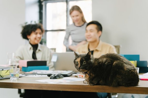 L'animal de compagnie, un partenaire antistress